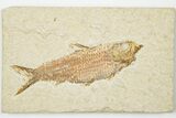 3.9" Detailed Fossil Fish (Knightia) - Wyoming - #201571-1